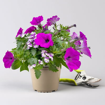 Eisenkraut/Petunien Duo, lila, Topf-Ø 14 cm, 4 Pflanzen