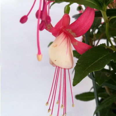 Fuchsien stehend, rot-weiß, Topf-Ø 12 cm, 6er-Set