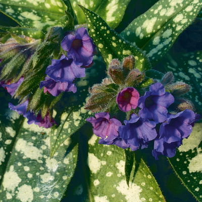 Bio Lungenkraut 'Trevi Fountain®', blauviolett, Topf-Ø 12 cm, 3 Pflanzen