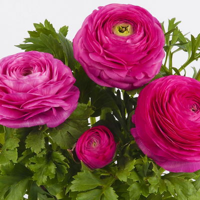 Ranunkel, rosa, Sorte zufällig, Topf-Ø 10,5 cm, 6 Pflanzen