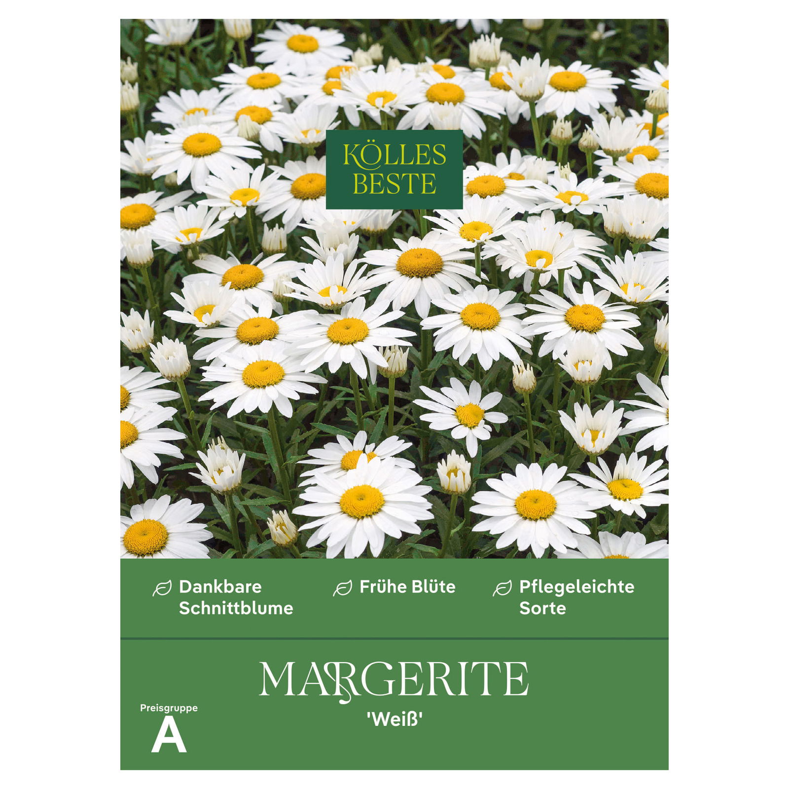 Kölles Beste Blumensamen, Margerite 'Weiß'
