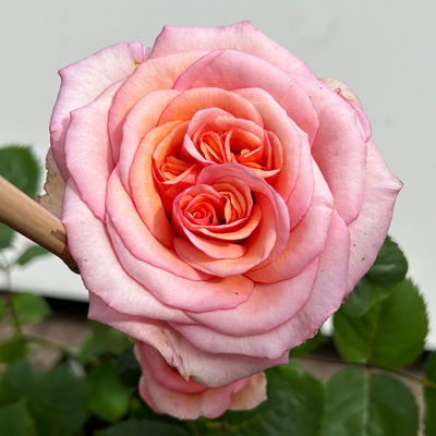 Duftende Edelrose 'Kölle's Duftsommer'®, Doppelbogen, Topf 7,5 Liter Duftende Edelrose 'Kölle's Duftsommer'®, Doppelbogen, Topf 7,5 Liter