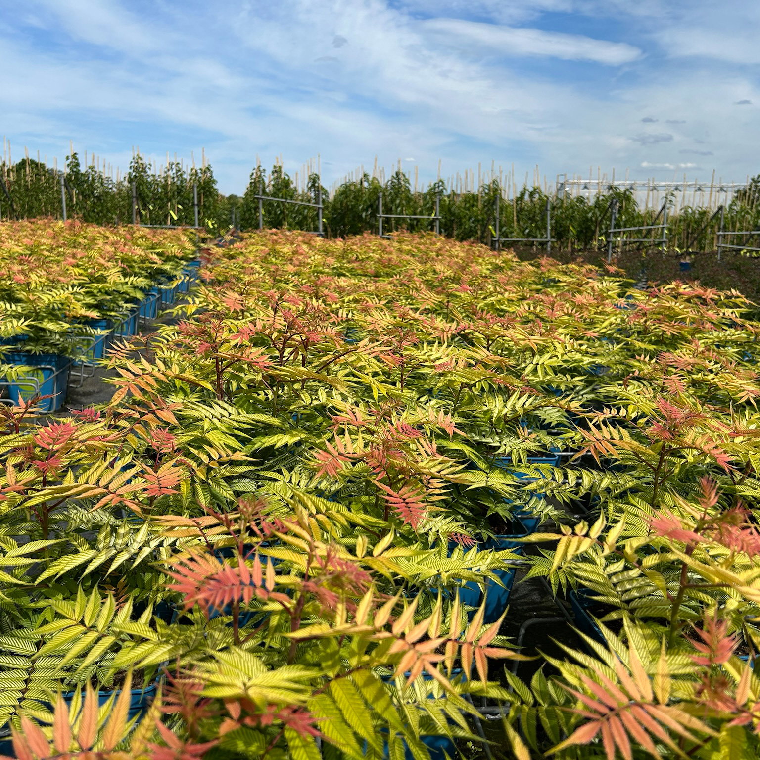 Niedrige Fiederspiere, Sorbaria sorbifolia 'Sem'(s), cremeweiß, Topf 5 l