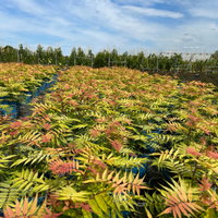Niedrige Fiederspiere, Sorbaria sorbifolia 'Sem'(s), cremeweiß, Topf 5 l
