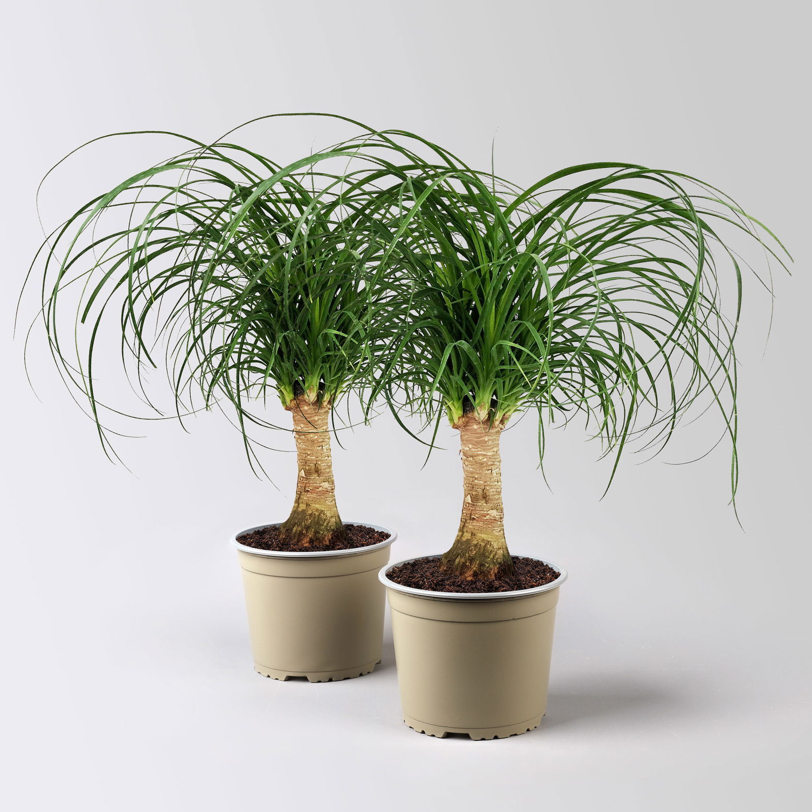 Elefantenfuß, Stamm, Topf-Ø 17 cm, Höhe ca. 30-50 cm, 2 Pflanzen Elefantenfuß, Stamm, Topf-Ø 17 cm, Höhe ca. 30-50 cm, 2 Pflanzen