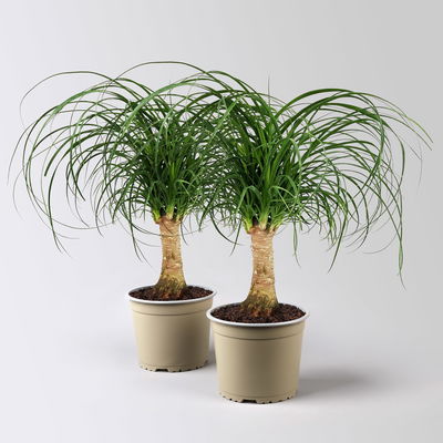 Elefantenfuß, Stamm, Topf-Ø 17 cm, Höhe ca. 30-50 cm, 2 Pflanzen Elefantenfuß, Stamm, Topf-Ø 17 cm, Höhe ca. 30-50 cm, 2 Pflanzen