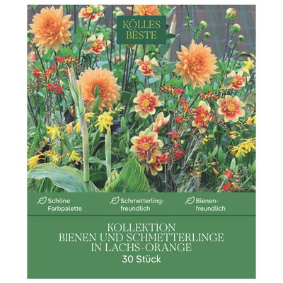 Kölles Beste Kollektion Bienen & Schmetterlinge Mischung, 30 Blumenknollen