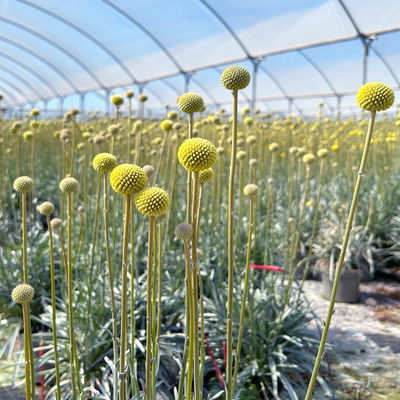 Craspedia 'Golf Beauty' gelb, Topf-Ø 27 cm