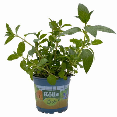 Schokoladenminze, Kölle Bio, 12cm Topf, frisch aus unserer Bio-Gärtnerei Schokoladenminze, Kölle Bio, 12cm Topf, frisch aus unserer Bio-Gärtnerei