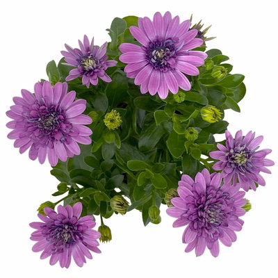 Osteospermum rosa/lila gefüllt, Topf-Ø 12 cm, 6 Stück Osteospermum rosa/lila gefüllt, Topf-Ø 12 cm, 6 Stück