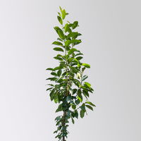 Kölle Bio Säulensauerkirsche 'Jachim'(S), 125-150 cm hoch, Topf 10 Liter