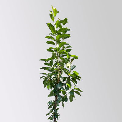 Kölle Bio Säulensauerkirsche 'Jachim'(S), 125-150 cm hoch, Topf 10 Liter Kölle Bio Säulensauerkirsche 'Jachim'(S), 125-150 cm hoch, Topf 10 Liter