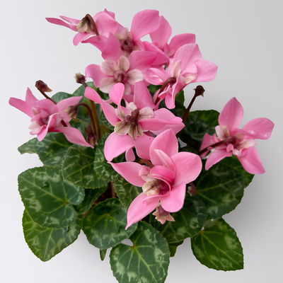 Alpenveilchen Mini, rosa, schirmartig, Topf-Ø 6 cm, 10 Pflanzen Alpenveilchen Mini, rosa, schirmartig, Topf-Ø 6 cm, 10 Pflanzen