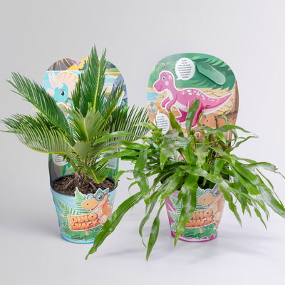 Dino Snack®, Timo & Mira, Topf-Ø 14 cm, 2 Pflanzen Dino Snack®, Timo & Mira, Topf-Ø 14 cm, 2 Pflanzen