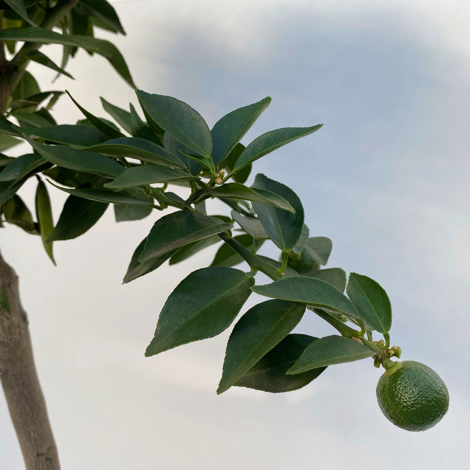 Citrus myrtifolia, Stamm, Topf-Ø 20 cm, Höhe ca. 60 cm