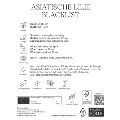 Kölles Beste Blumenknollen, Asiatische Lilie 'Blacklist'