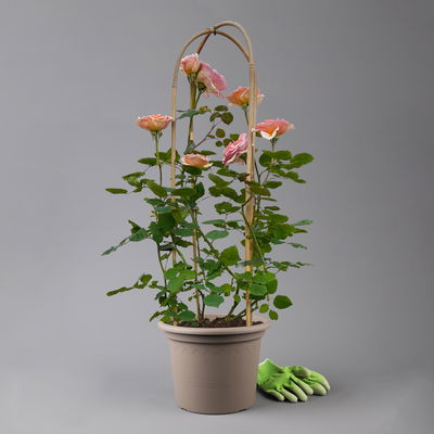 Duftende Edelrose 'Kölle's Duftsommer'®, Doppelbogen, Topf 7,5 Liter Duftende Edelrose 'Kölle's Duftsommer'®, Doppelbogen, Topf 7,5 Liter