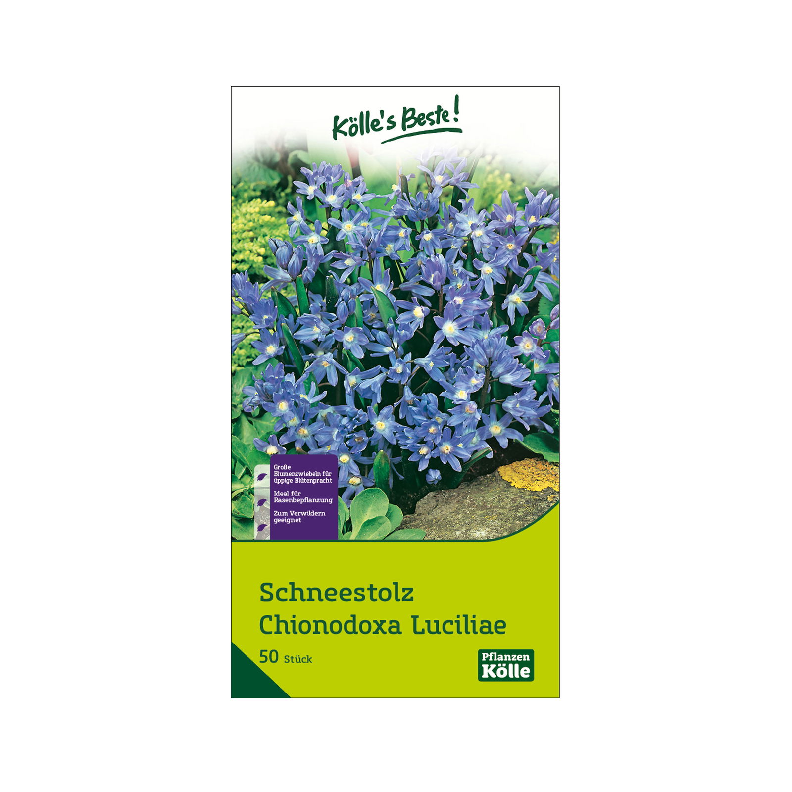 Schneestolz, Chionodoxa Luciliae, 50 Blumenzwiebeln, blau, Größe 5/+