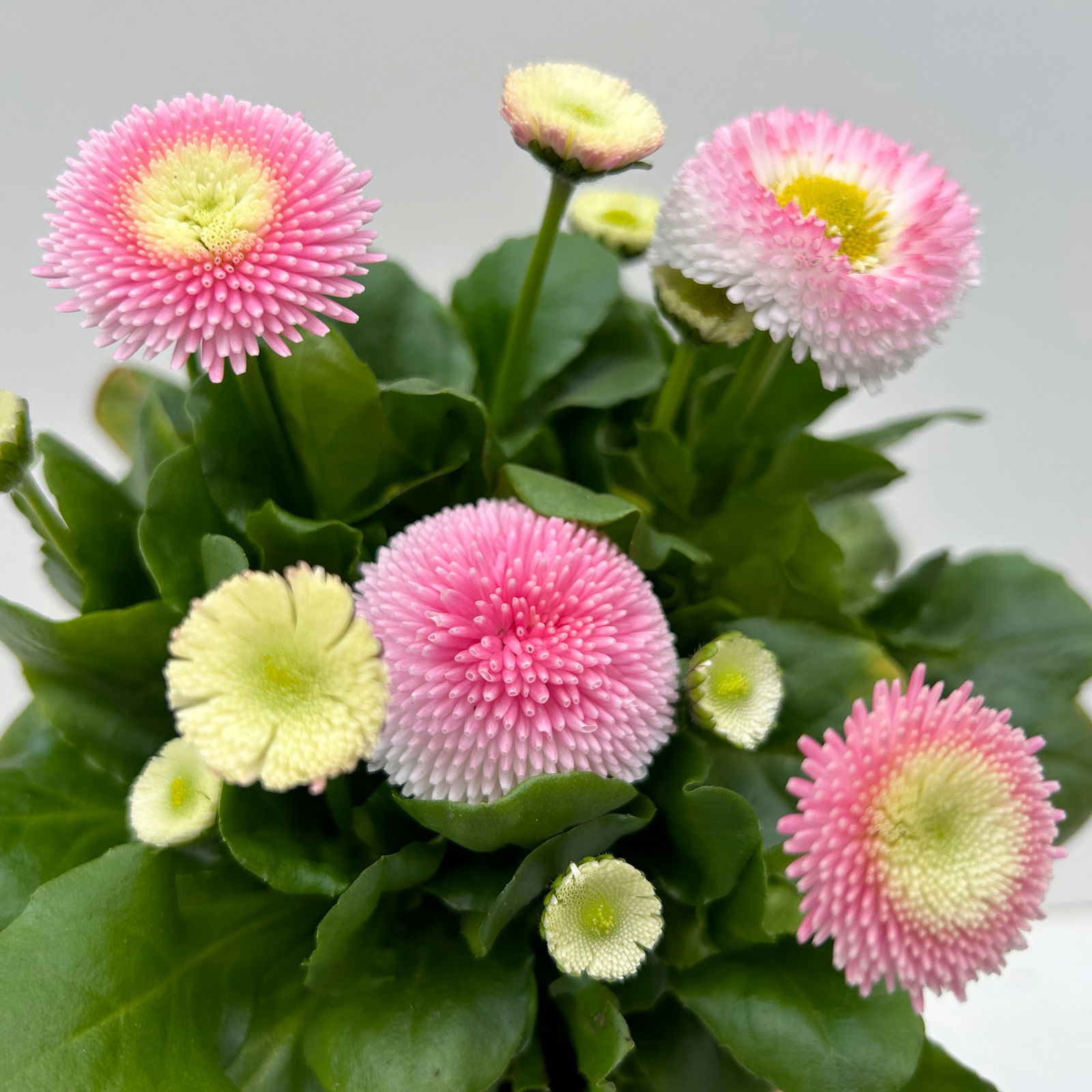 Bellis perennis 'Erdbeer-Sahne', rosa, Topf-Ø 12 cm, 6 Pflanzen