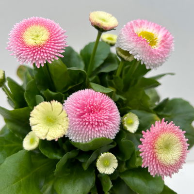 Bellis perennis 'Erdbeer-Sahne', rosa, Topf-Ø 12 cm, 6 Pflanzen