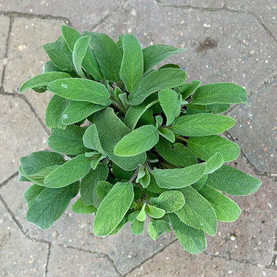 Sunny Herbs® Salbei kleinblättrig, violettblau, Topf-Ø 14cm, 4 Pflanzen