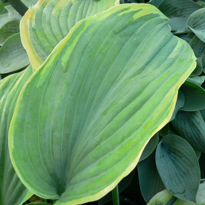 Bio Funkien 'Earth Angel', hellviolett, Topf 11x11 cm, 3 Pflanzen Bio Funkien 'Earth Angel', hellviolett, Topf 11x11 cm, 3 Pflanzen