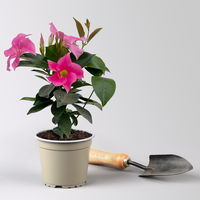 rankenlose Dipladenie 'Qdeville®', rosa, Busch, Topf-Ø 12 cm, 3 Pflanzen