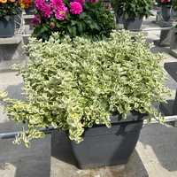 Helichrysum 'variegata', weiß-grün, Topf- Ø 12 cm, 6 Pflanzen