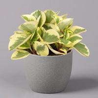 Peperomia, verschiedene Arten nach Verfügbarkeit, Topf-Ø 12 cm, Höhe ca. 20 cm