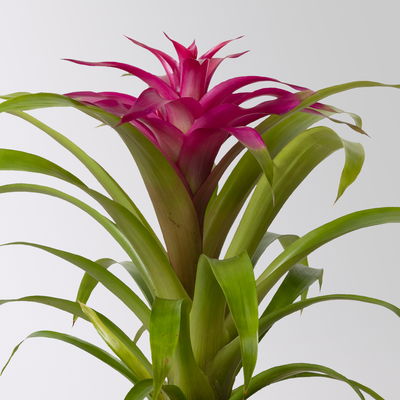 Guzmania 'Deseo Pink', pink, Topf-Ø 12 cm, Höhe ca. 45 cm Guzmania 'Deseo Pink', pink, Topf-Ø 12 cm, Höhe ca. 45 cm