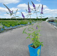 Sommerflieder, Buddleja davidii 'Empire Blue', blauviolett, Topf 5 lt.