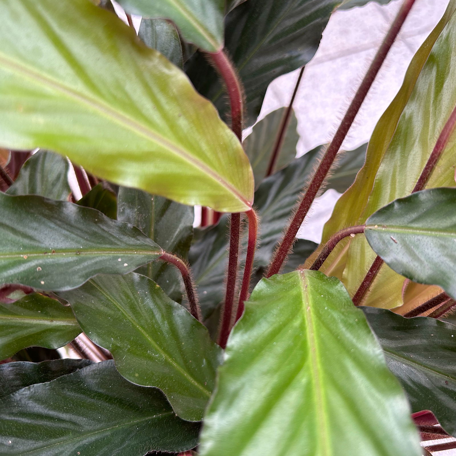 Calathea 'Wavestar', Topf-Ø 21 cm,  Höhe ca. 80-100 cm