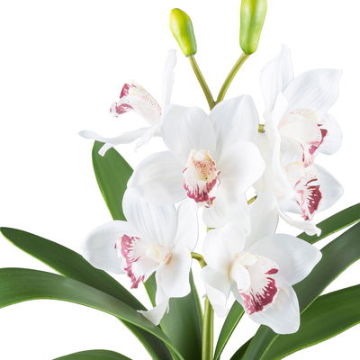 Kunstpflanze Cymbidium, weiß, Höhe ca. 53 cm Kunstpflanze Cymbidium, weiß, Höhe ca. 53 cm