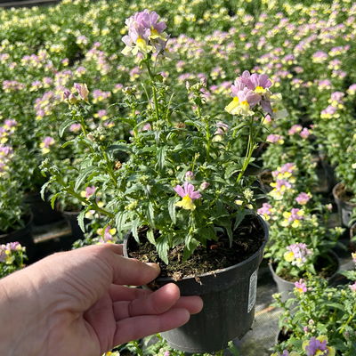 Nemesie, Sorte zufällig, Topf-Ø 12 cm, 6 Pflanzen Nemesie, Sorte zufällig, Topf-Ø 12 cm, 6 Pflanzen