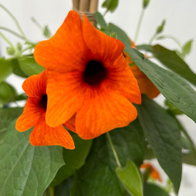 Schwarzäugige Susanne, Pyramide, Farbe zufällig, Topf-Ø 21cm