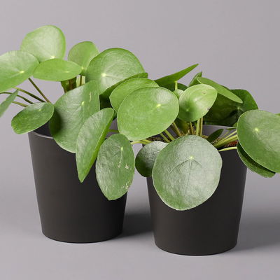 Pilea peperomioides in Topf anthrazit, Topf-Ø 12 cm, H: ca. 20 cm, 2er-Set Pilea peperomioides in Topf anthrazit, Topf-Ø 12 cm, H: ca. 20 cm, 2er-Set