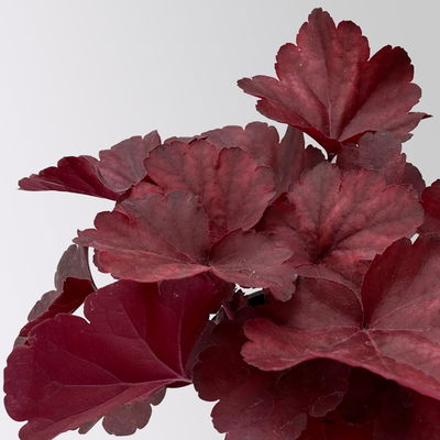 Bio Purpurglöckchen 'Royal Ruby', burgunderrot, Topf-Ø 12 cm, 3 Pflanzen Bio Purpurglöckchen 'Royal Ruby', burgunderrot, Topf-Ø 12 cm, 3 Pflanzen