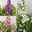 Angelonia 'Trio' rosa-weiß-lila/blau, Topf-Ø 19 cm, 2er-Set