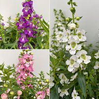 Angelonia 'Trio' rosa-weiß-lila/blau, Topf-Ø 19 cm, 2er-Set