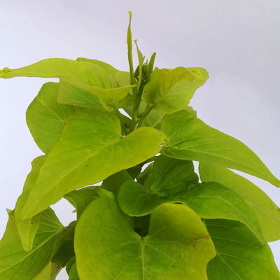 Süßkartoffel, helllaubig, Zierform, Topf-Ø 12 cm. 6 Pflanzen