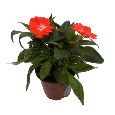 Edellieschen weiß-orange, Topf-Ø 12 cm, 6er-Set