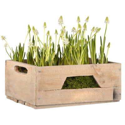 Kölle Traubenhyazinthe, Muscari armeniacum, weiß, vorgetrieben, Topf 10 cm