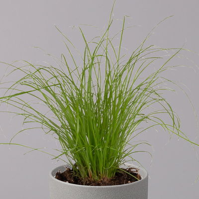 Katzengras ungespritzt, Topf-Ø 12 cm, 6er-Set