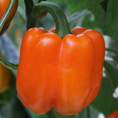 Block-Paprikapflanze 'Beluga® Orange, Topf-Ø 10,5 cm, 6er-Set