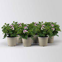 Geranie 'Angel® Lisa®', weiß-bordeaux, Topf-Ø 12cm, 6 Pflanzen