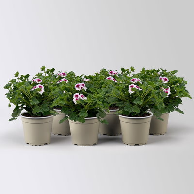 Geranie 'Angel® Lisa®', weiß-bordeaux, Topf-Ø 12cm, 6 Pflanzen