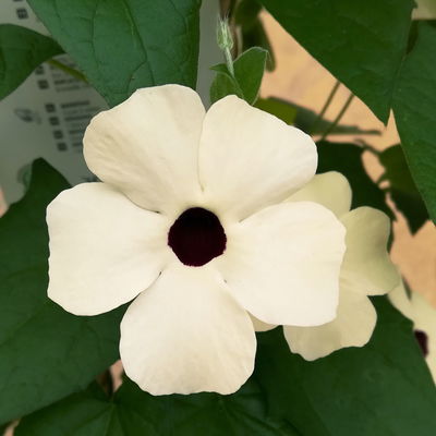 Schwarzäugige Susanne weiß, Pyramide, Höhe ca. 60 cm, Topf-Ø 17 cm