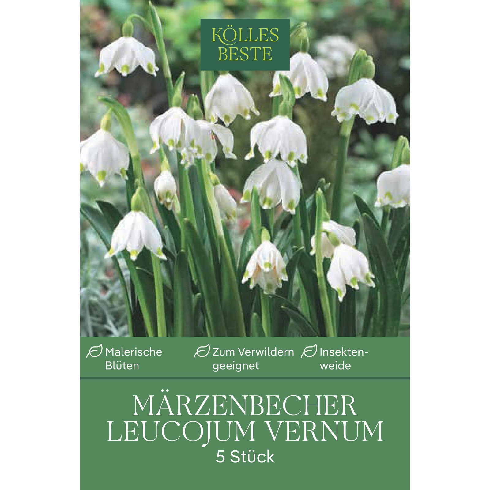 Leucojum Vernum (Märzbecher) 5 Blumenzwiebeln Leucojum Vernum (Märzbecher) 5 Blumenzwiebeln