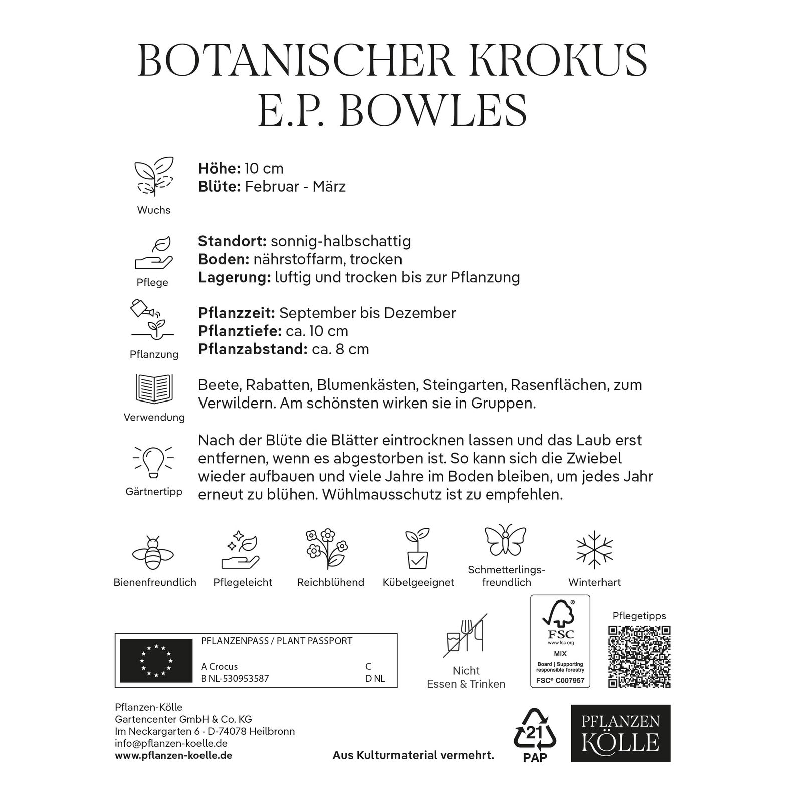 botanische Krokusse 'E. P. Bowles', gelb, 20 Blumenzwiebeln