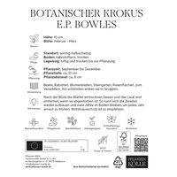 botanische Krokusse 'E. P. Bowles', gelb, 20 Blumenzwiebeln